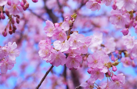 Le Japon : entre traditions et modernités