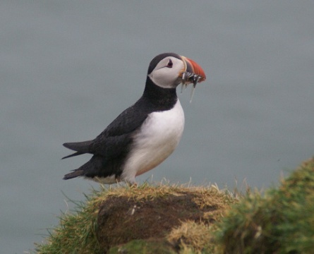 Impressions d' Islande