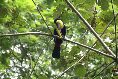 Le Costa Rica et le Nicaragua