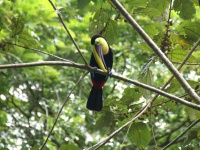 Le Costa Rica et le Nicaragua