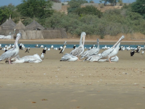 Sénégal Janvier 2020