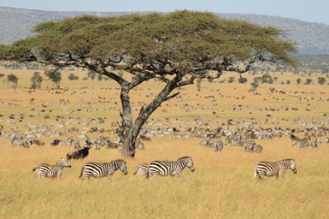 La Tanzanie et Zanzibar