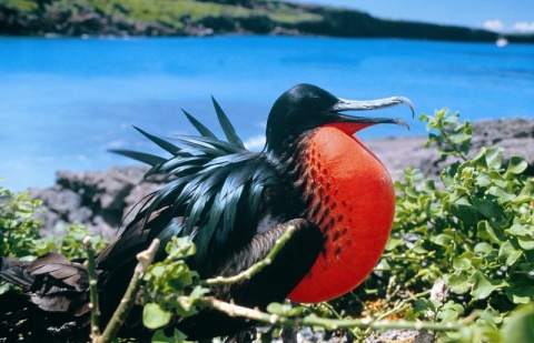 L'Equateur et les îles Galapagos