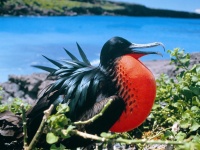 L'Equateur et les îles Galapagos