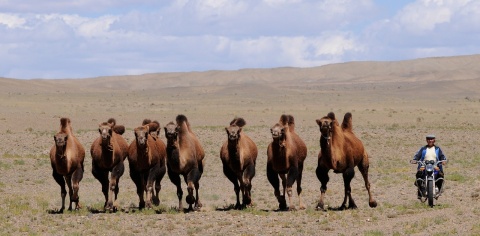 MONGOLIE 2025- complet - places sur demande